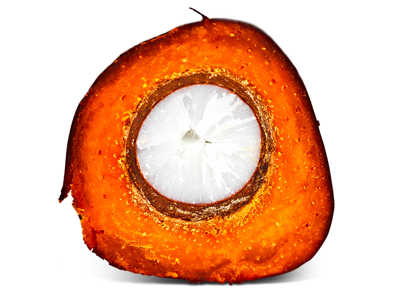 Seed