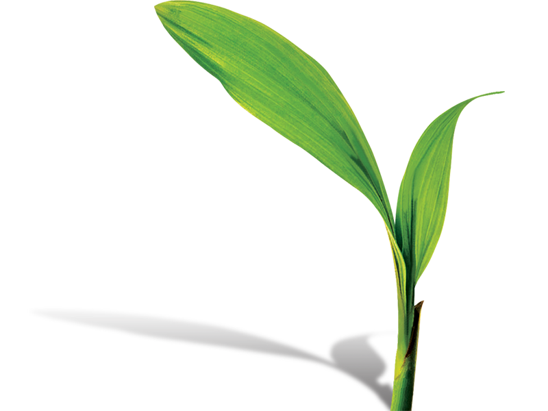 Seed