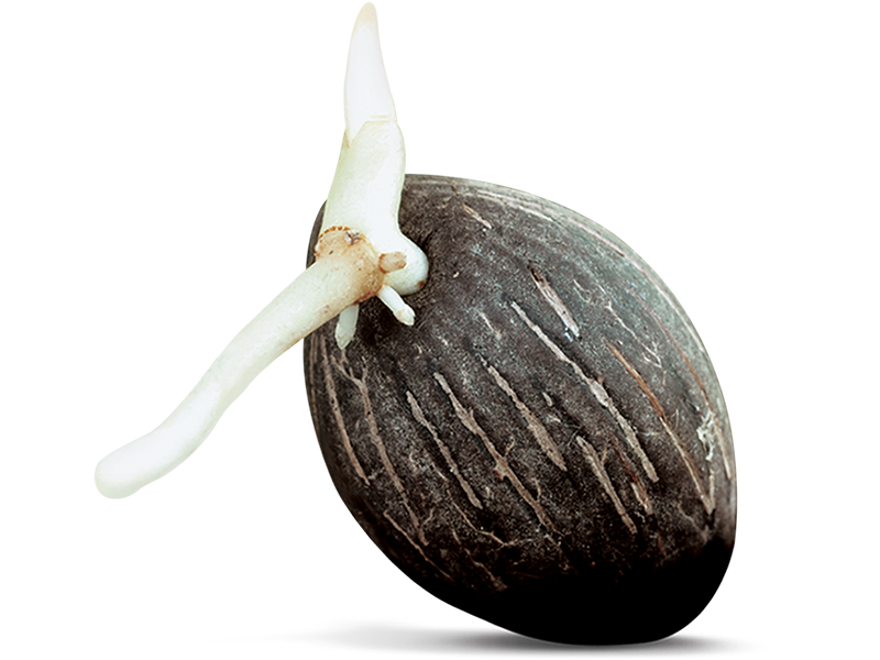 Seed